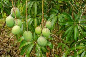 Bunches Of Green Common Mangoes