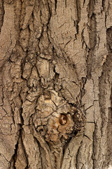 Tree bark, texture and background for your design