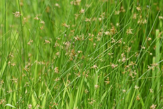 Juncus effusus (Soft rush) is used for Tatami mat materials in Japan.
