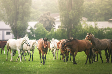 herd of horses on pasture - obrazy, fototapety, plakaty