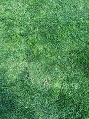 green juicy grass texture for your design