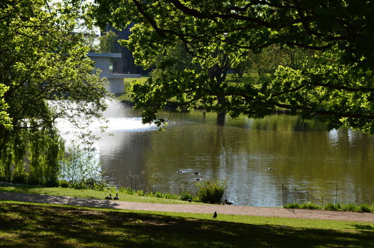 University Of Essex Lake With Trees