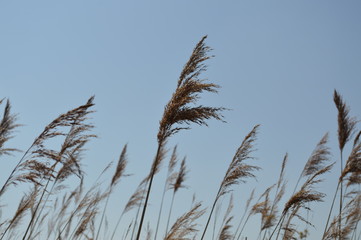Ear of wheat at the wind