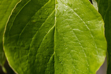 leaf with water