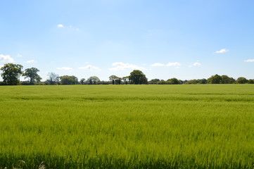 Fototapeta premium Green grass and blue sky
