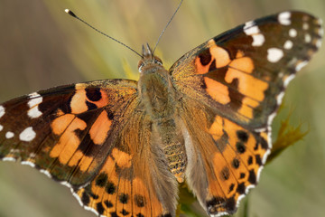 closeup of painted lady butterfly