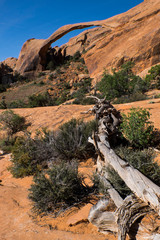 log and arch in desert