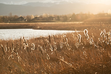 Cattails with mountains and sun in the background