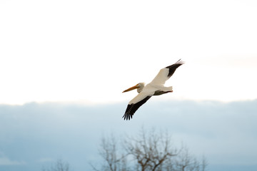 Obraz premium Solo Pelican flying at dusk