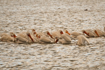 Group of pelicans eating at sunset 