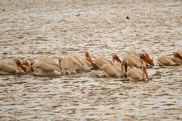 Group of pelicans eating at sunset 
