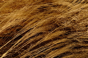 grass at seed with warm light