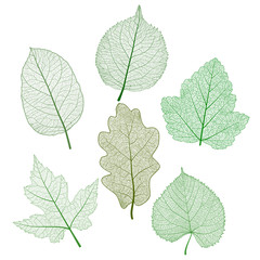 Set leaves on white. Vector illustration. EPS 10.