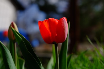 Red flower in springtime sun