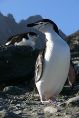 Two chinstrap penguins on rocks