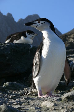 Two Chinstrap Penguins On Rocks