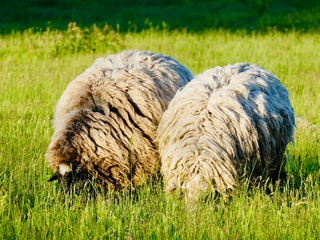 Two bushy sheep on pasture