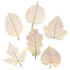 Set leaves. Vector illustration. EPS 10.