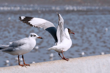 Seagull bird portrait against seashore. Close up view of bird seagull standing on the edge of the bridge.