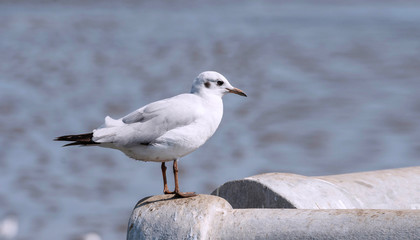 Seagull bird portrait against seashore. Close up view of bird seagull standing on the edge of the bridge on sea background.