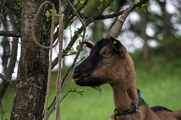 brown goat in the meadow. Profile of the goat in close-up - 270696304