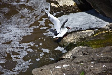 Finlandia - Helsinki