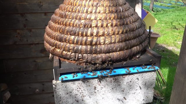 Closed old bees hive made with wood and leaves with bees flyying to find the entrance of the chamber box.