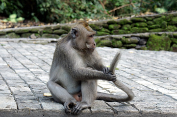 Monkey playng with its tail 