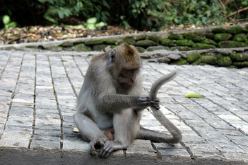 Monkey playng with its tail