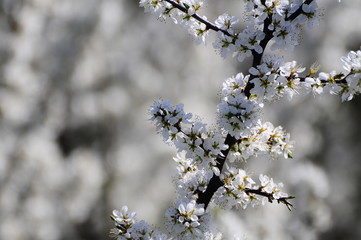 white flowers in spring