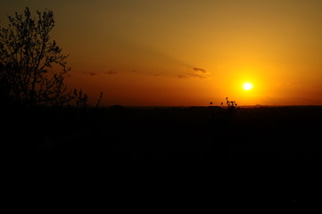 Fototapeta na wymiar sunset on a field