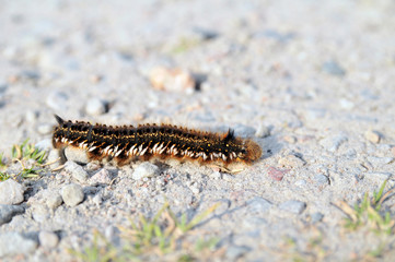 caterpillar on ground