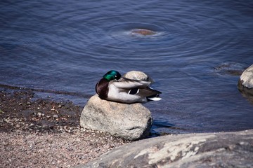 Finlandia - Helsinki