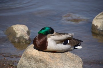 Finlandia - Helsinki