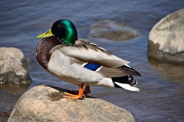 Finlandia - Helsinki