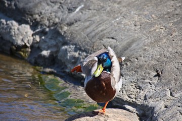 Finlandia - Helsinki