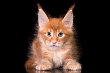 Obraz premium Adorable red cute kitten on black background in studio, isolated.