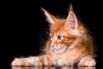Fototapeta premium Adorable red cute kitten on black background in studio, isolated.