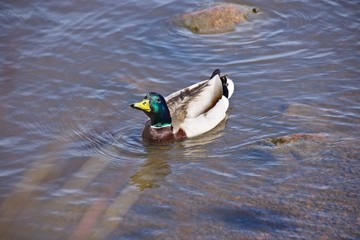 Finlandia - Helsinki