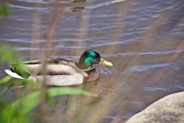 Finlandia - Helsinki