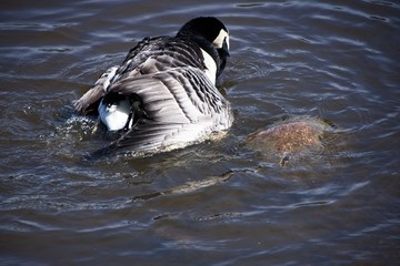 Finlandia - Helsinki