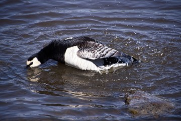Finlandia - Helsinki