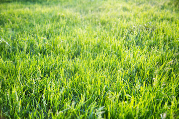 Background of bright green grass in the rays of the setting sun in spring. Selective focus. Interior texture backgrounds