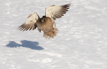 Female mallard duck flying over snow. She duck is flying towards the camera, so this is a front view. Her shadow is below. There is room for text.