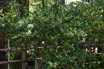 Ligustrum japonicum / Japanese privet