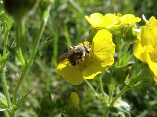Bee keeping busy as usual