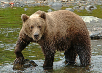 Grizzly In Stream On Kodiak Island