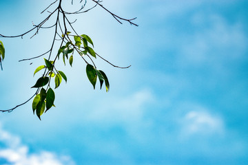 Fresh green leaf on bright blue sky