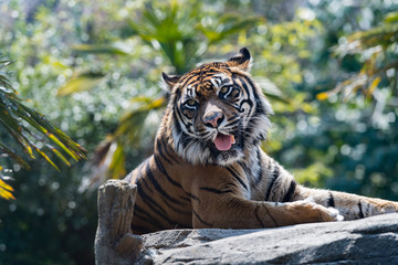 見つめるスマトラトラ