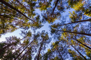 Obraz premium Tall trees stretching into the sky